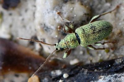 <i>Phyllobius argentatus</i>
