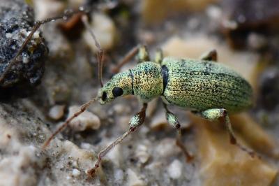 <i>Phyllobius argentatus</i>