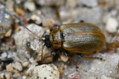 <i>Lochmaea capreae</i>
