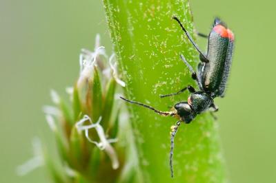 <i>Malachius bipustulatus</i>