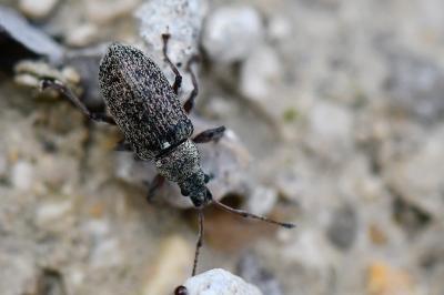 <i>Phyllobius pyri</i>