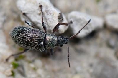 <i>Phyllobius pyri</i>