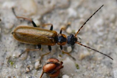 Rhagonycha nigriventris