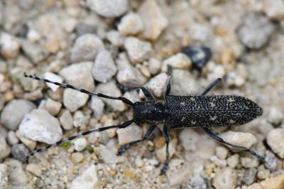 <i>Saperda populnea</i>