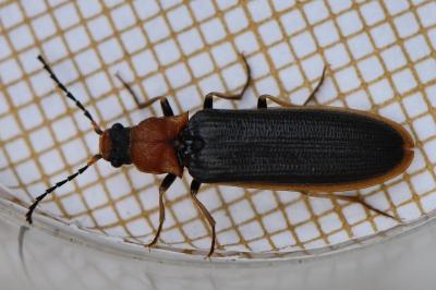 <i>Denticollis linearis</i>