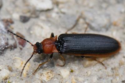 Denticollis linearis