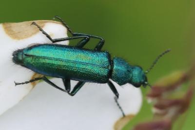 <i>Psilothrix viridicoerulea</i>