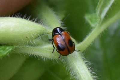 <i>Cryptocephalus bipunctatus</i>