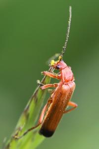 <i>Rhagonycha fulva</i>