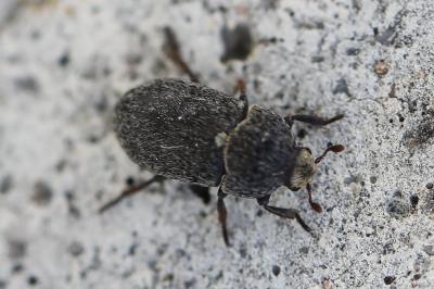 <i>Dermestes laniarius</i>