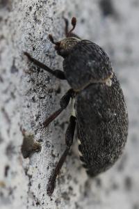 <i>Dermestes laniarius</i>