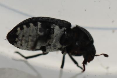 <i>Dermestes laniarius</i>