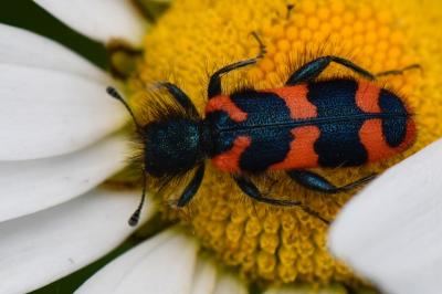 <i>Trichodes alvearius</i>