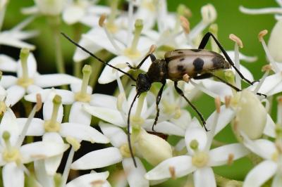 Pachytodes cerambyciformis