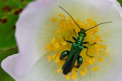 <i>Oedemera nobilis</i>