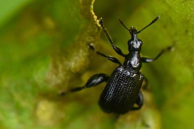 <i>Deporaus betulae</i>