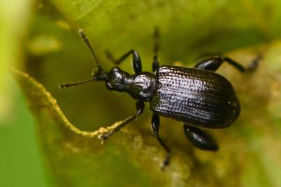 <i>Deporaus betulae</i>