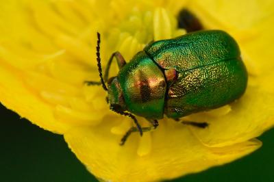 <i>Cryptocephalus</i>