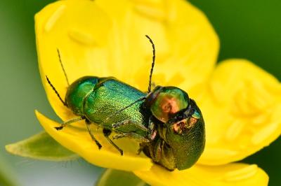 <i>Cryptocephalus</i>
