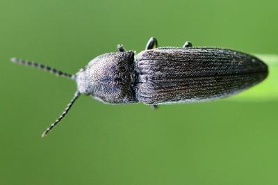 <i>Cidnopus pilosus</i>