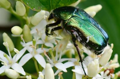 <i>Cetonia aurata</i>