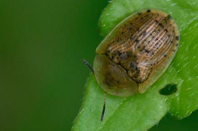 <i>Cassida nebulosa</i>