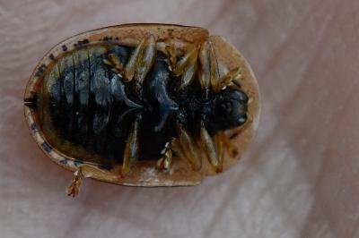 <i>Cassida nebulosa</i>