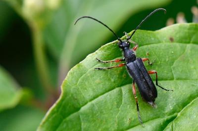 Anoplodera rufipes