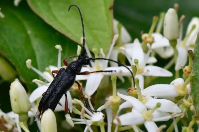 Anoplodera rufipes