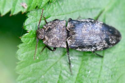 <i>Agrypnus murinus</i>