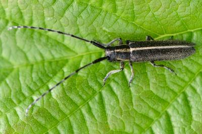 <i>Agapanthia cardui</i>