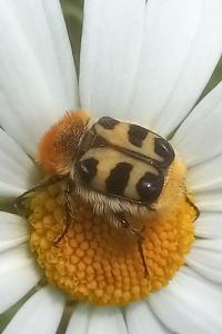 <i>Trichius gallicus</i>