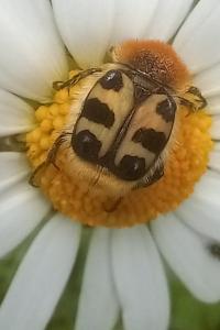 <i>Trichius gallicus</i>