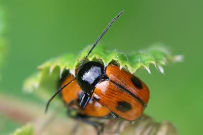 <i>Cryptocephalus bipunctatus</i>