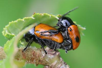 <i>Cryptocephalus bipunctatus</i>