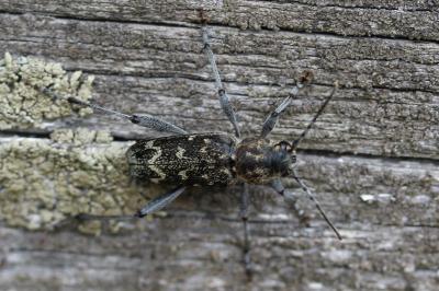 <i>Xylotrechus rusticus</i>