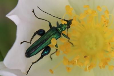 <i>Oedemera nobilis</i>