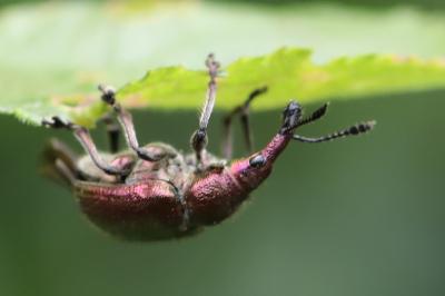 <i>Rhynchites auratus</i>