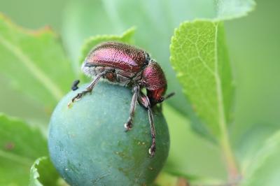 <i>Rhynchites auratus</i>