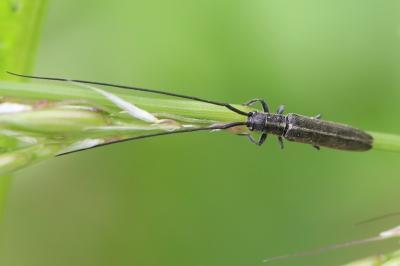 <i>Calamobius filum</i>