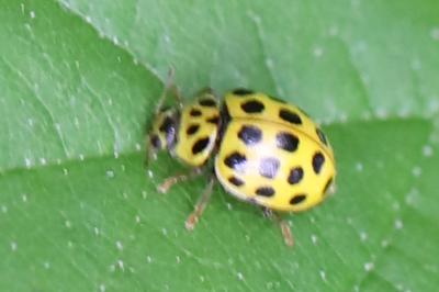 <i>Psyllobora vigintiduopunctata</i>
