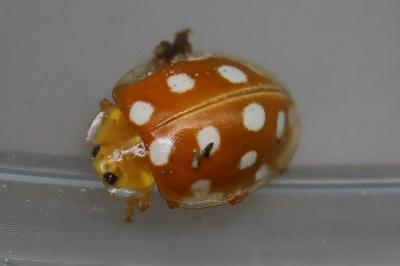 <i>Halyzia sedecimguttata</i>