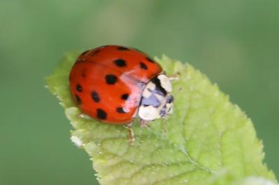 <i>Harmonia axyridis</i>