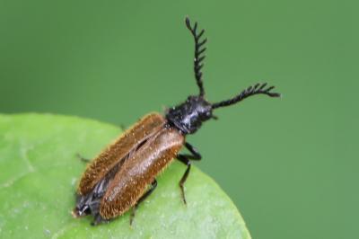 <i>Drilus flavescens</i>