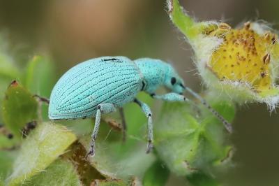 <i>Polydrusus planifrons</i>