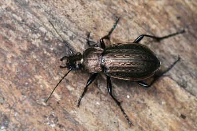 <i>Carabus arvensis</i>