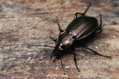 <i>Carabus arvensis</i>