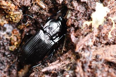 <i>Abax parallelepipedus</i>