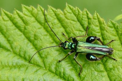 <i>Oedemera nobilis</i>