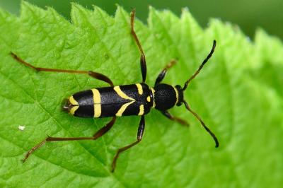 <i>Clytus arietis</i>